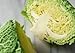 CABBAGE FRESH GREEN PRODUCE FRUIT VEGETABLES FROM FLORIDA EACH HEAD (1)
