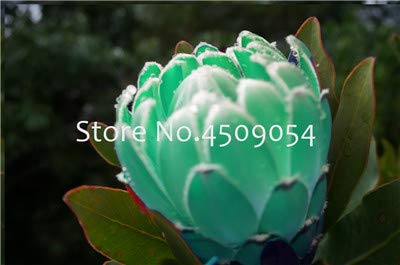 AGROBITS Saat: Frisch Rare Pro Cynaroides Bonsai Leicht Pflanz Seltene Zimmerpflanzen Bonsai Variety komplettes 100 StÃ¼ck Fr