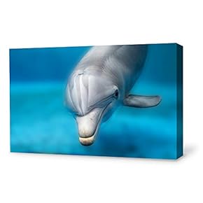 signwin Canvas Wall Art Lovely Dolphin Canvas Prints...