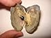 KW Products - Harvest Your Own Pearl - Oyster with Pearl Inside - Oyster only