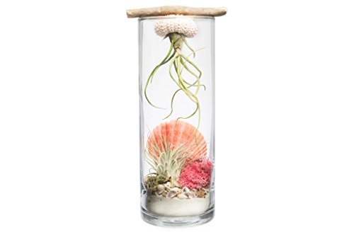 Hinterland Trading Sea Princess Air Plant Jellyfish Terrarium Hinterland Trading Sea Princess Air Plant Jellyfish Terrarium