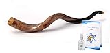 Sale 30" Large Yemenite Kudu Horn Polished Shofar