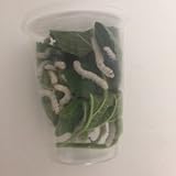 Educational Science Silkworm Growing Kit Feeder POD, 30 silkworms with fresh mulberry leaves and,or Mulberry Chow, SWPM30