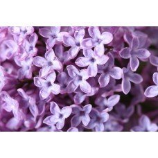 Lilac Blossom - 1935 - Premium Fragrance Oil - BUY 2 and GET 20% OFF 1 Oz (30 ml)
