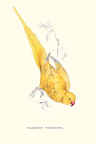 Rose Ringed Parrot (Yellow) - Psittacula Krameri (12x18 Paper Poster)