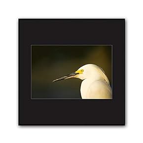 Framed Canvas Wall Art A Bird Standing on Canvas Prints Home Artwork Decoration for Living Room,Bedroom - 16x16 inches