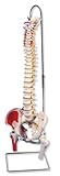 3B Scientific Painted Classic Flexible Spine