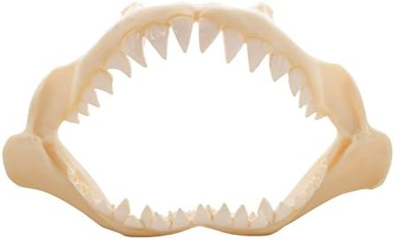 2 Decorative Shark Jaws Polyresin 5" (Set of 2 Jaws) Coastal Beach Wall Decor for Living Room