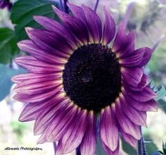 Premium Purple Sunflower Seeds Bonsai Charming Annuus Helianthus Potted Garden Flower Plant for Home Garden Planting 30 pcs/bag easy to grow (purple)