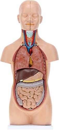 Axis Scientific 12-Part Unisex Mini Torso Anatomy Teaching Model, includes Teaching Booklet