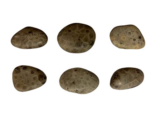 2 Petoskey+Stone+Polished+Michigan+Natural