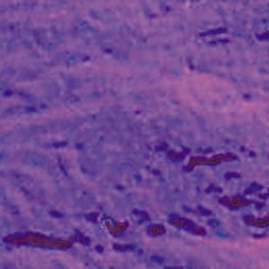 4" X 4" Dichroic Purple On Thin Clear Glass - 90 Coe