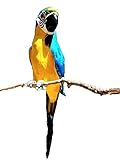 All Seas Imports X-Large Handcrafted Ultra Lightweight Parrot with Real Feathers/Bendable FEET!
