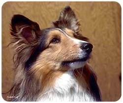 Shetland Sheepdog Mousepad
