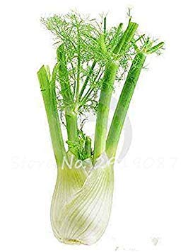 ASTONISH Seeds: 2: 100Pcs EU Fragrant Bulb Fennel Seeds Organic Vegetable Cooking SPS Anise Flavor Use in Soups, Salads, Stir-Fries 2 - Thumbnail 4