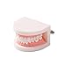 Easyinsmile® Dental Standard Teeth Teaching Model Kids Denture Model Tooth Model for Student