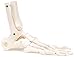 3B Scientific A31/1R Human Right Loose Foot and Ankle Skeleton