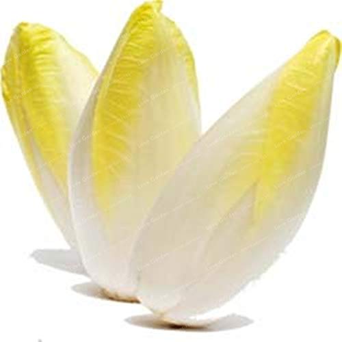 Plentree 100 Pcs Belgian Endive Bonsai Organic Heirloom Vegetable Bonsai for Home Garden Farm Crops Bonsai s DIY Home Garden: Mix