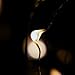 RTGS Products Warm White Colored LED Lights Indoor and Outdoor String Lights, Fairy Lights Battery Powered for Patio, Bedroom, Holiday Decor, etc (Warm White Color 20 LEDs 7 FEET 5 Sets)