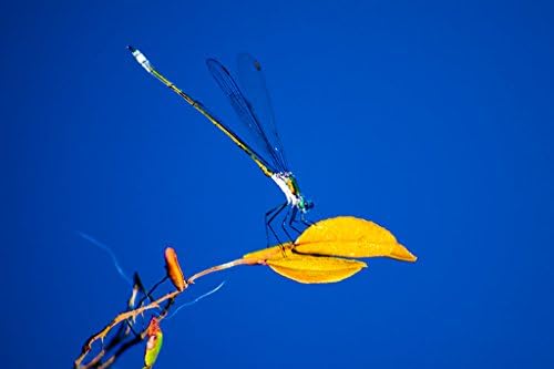 Dragonfly and Leaf - Dragonfly Photo, Insect Nature Photography, Macro Print