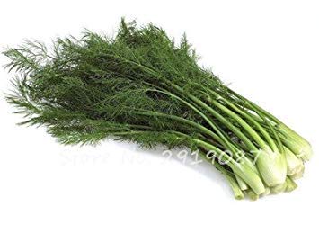 ASTONISH Seeds: 6: 100Pcs EU Fragrant Bulb Fennel Seeds Organic Vegetable Cooking SPS Anise Flavor Use in Soups, Salads, Stir-Fries 6