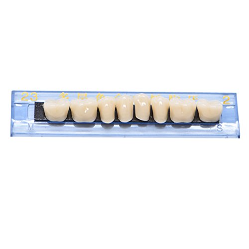 Oral Dentistry 168pcs/set Dental Complete Acrylic Resin Denture Dental Teeth Upper+Lower Shade 23 A2 Oral Care Whitening Tooth Model Dental Materials - Thumbnail 3