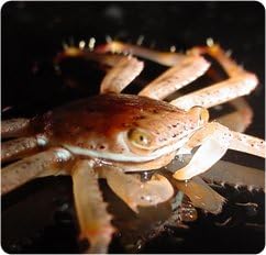 Sally Lightfoot Crab - Percnon gibbesi - Live Saltwater Aquarium Invertebrate