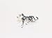 ChangThai Design Tiny 3½