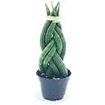 BubbleBlooms Braided African Spear in a 2 inch Pot Snake Plant Braid Spear Sansevieria cylindrica