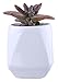 Greencherry Round 4 Sizes Design White Ceramic Succulent Plant Containers Planter Potsthumb 1