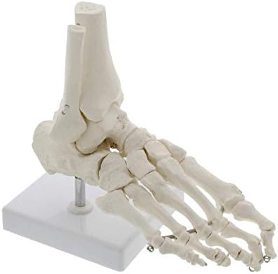 足関節モデル人間の骨格モデル人間の足と足首のモデル 実物大