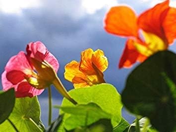 Amazon Co Jp 30 背の高い末尾ミックスナスタチウム種子料理用の花美しい食用の花 ホーム キッチン Amazon Co Jp 30 背の高い末尾ミックスナスタチウム種子料理用の花美しい食用の花 ホーム キッチン