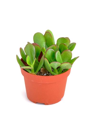 Shop Succulents Jade Succulent Plant, Crassula Ovata Fully… at Amazon