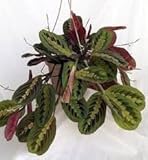 Red Prayer Plant - Maranta - Easy to Grow House Plant - 6" Hanging Basket