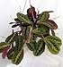Red Prayer Plant - Maranta - Easy to Grow House Plant - 6" Hanging Basket primary