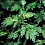 Magic Seed 100 Mugwort Seeds Artemesia Vulgaris by Magic Seed