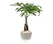 Costa Farms Money Tree, Pachira, Medium, Ships in Premium Ceramic Planter, 16-Inches Tall primary