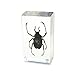 REALBUG Antler Horned Beetle Paperweight (2.9x1.6x1)