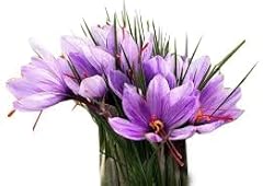 50 Saffron Sativus Crocus Corms - 9 cm. Corms