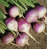 The Dirty Gardener Brassica Rapa Purple Top White Globe Turnip Seeds - 5 Pounds