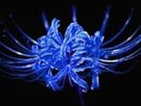 5 pc Blue Sea Lycoris Bulb,Spider Lily,Lycoris Radiata, Bonsai Bulbs Flower