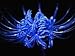 5 pc Blue Sea Lycoris Bulb,Spider Lily,Lycoris Radiata, Bonsai Bulbs Flower