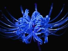 5 pc Blue Sea Lycoris Bulb,Spider Lily,Lycoris Radiata, Bonsai Bulbs Flower