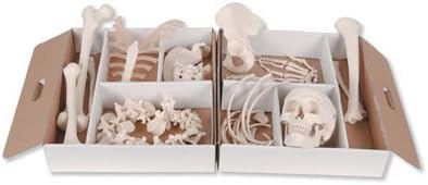 Anatomical Innovations 943 Half Human Skeleton Model, disarticulated, loosely articulated hand and foot