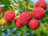 Plant a 20 Ft Row - Heritage Raspberries- Grow 24+ Canes- Pick Berries this Fall