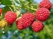 Plant a 20 Ft Row - Heritage Raspberries- Grow 24+ Canes- Pick Berries this Fall