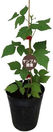 スキーナ １年生苗 ラズベリー 果樹苗木 木苺 木いちご 果物 Amazon