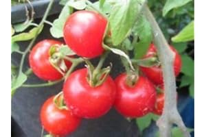 20 Jostaberry Seeds Freshly Grown and Harvested : Seeds in The Packet