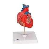 3B Scientific G08 2 Part Classic Heart Model, 7.5