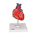 3B Scientific G08 2 Part Classic Heart Model, 7.5